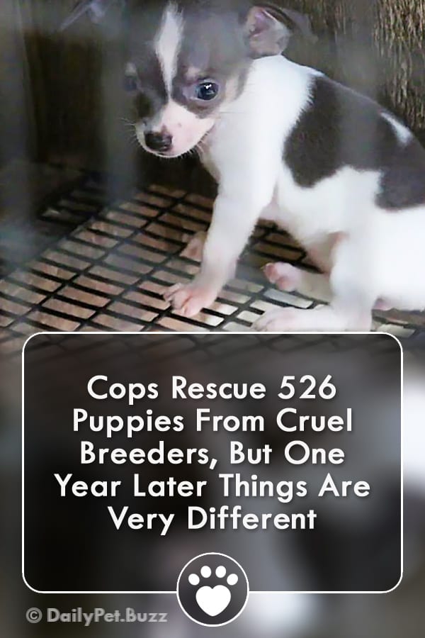 Cops Rescue 526 Puppies From Cruel Breeders, But One Year Later Things Are Very Different