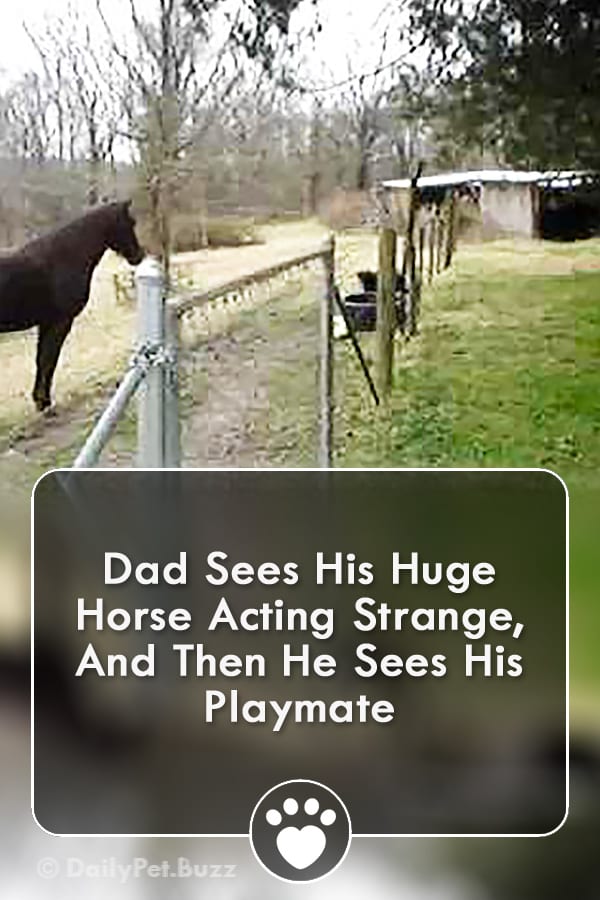 Dad Sees His Huge Horse Acting Strange, And Then He Sees His Playmate