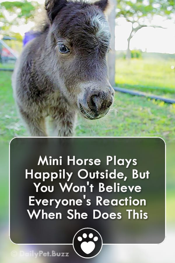 Mini Horse Plays Happily Outside, But You Won\'t Believe Everyone\'s Reaction When She Does This