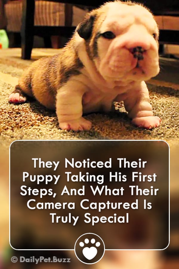 They Noticed Their Puppy Taking His First Steps, And What Their Camera Captured Is Truly Special