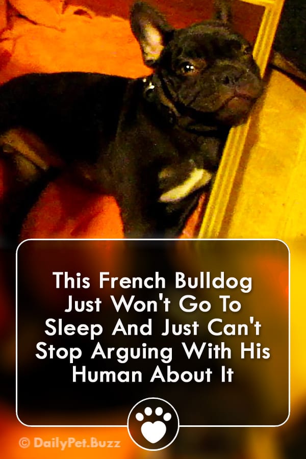 This French Bulldog Just Won\'t Go To Sleep And Just Can\'t Stop Arguing With His Human About It