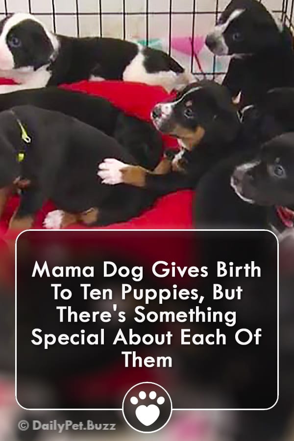 Mama Dog Gives Birth To Ten Puppies, But There\'s Something Special About Each Of Them