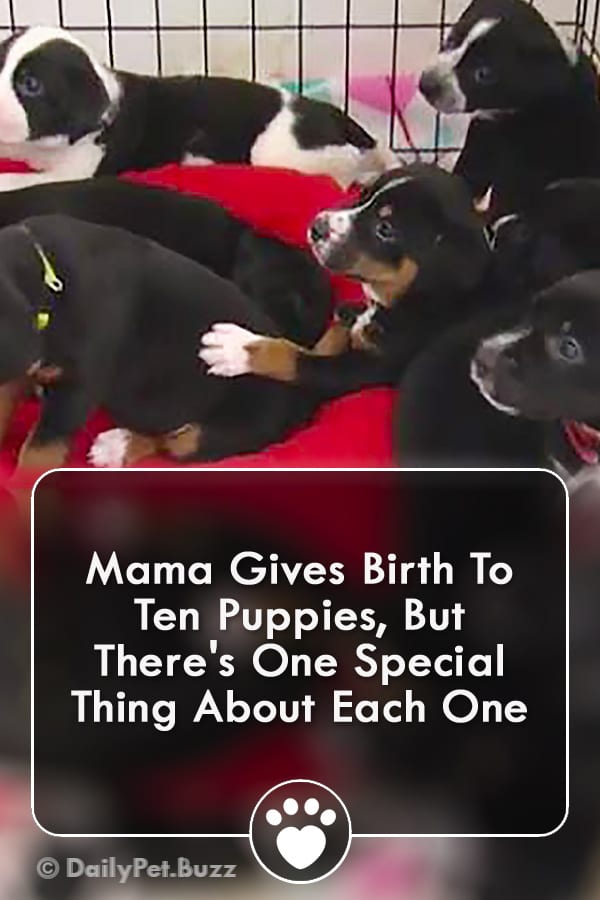 Mama Gives Birth To Ten Puppies, But There\'s One Special Thing About Each One