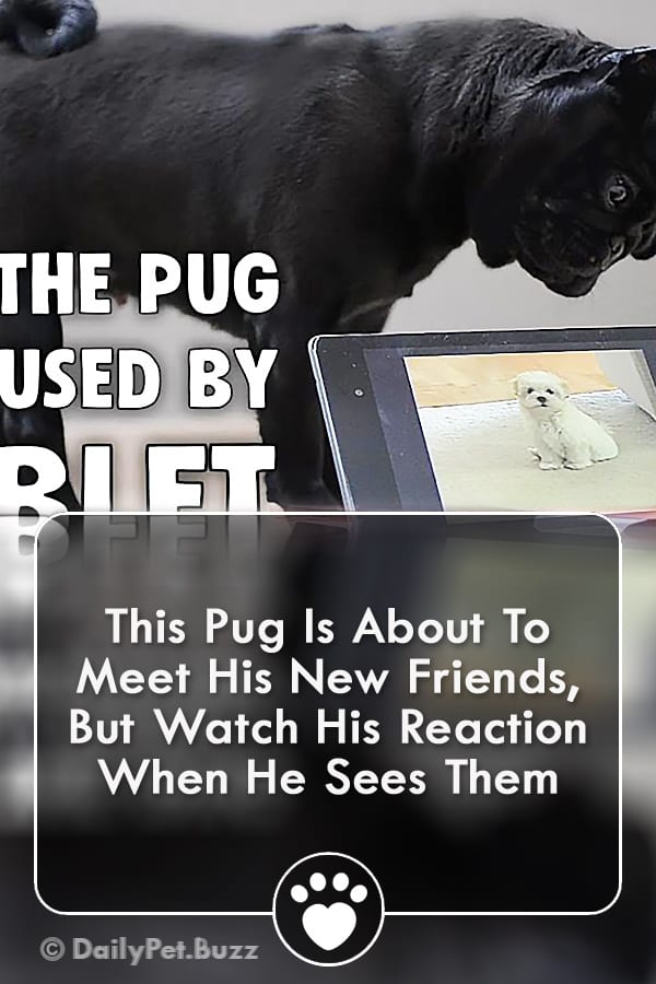 This Pug Is About To Meet His New Friends, But Watch His Reaction When He Sees Them