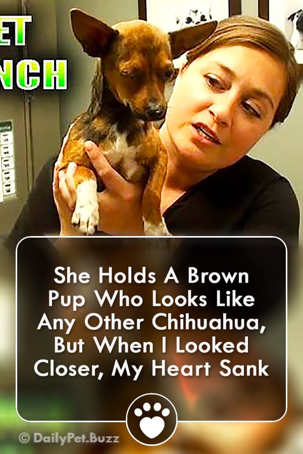 She Holds A Brown Pup Who Looks Like Any Other Chihuahua, But When I Looked Closer, My Heart Sank