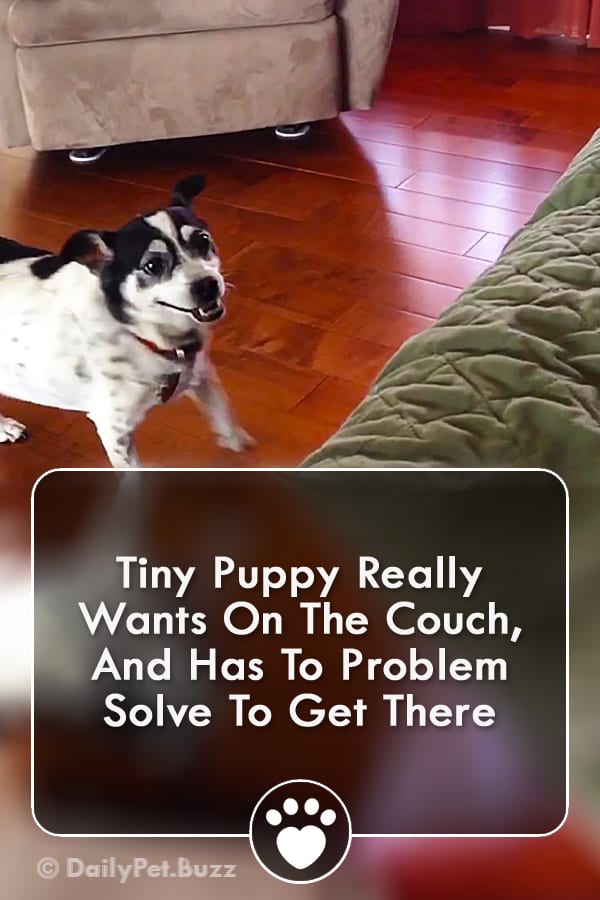 Tiny Puppy Really Wants On The Couch, And Has To Problem Solve To Get There