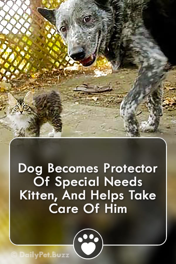 Dog Becomes Protector Of Special Needs Kitten, And Helps Take Care Of Him