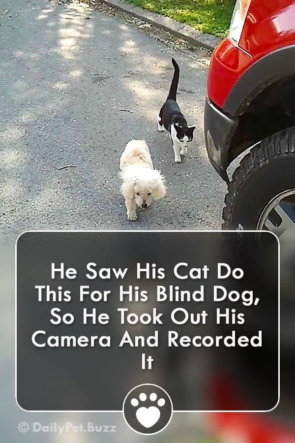 He Saw His Cat Do This For His Blind Dog, So He Took Out His Camera And Recorded It