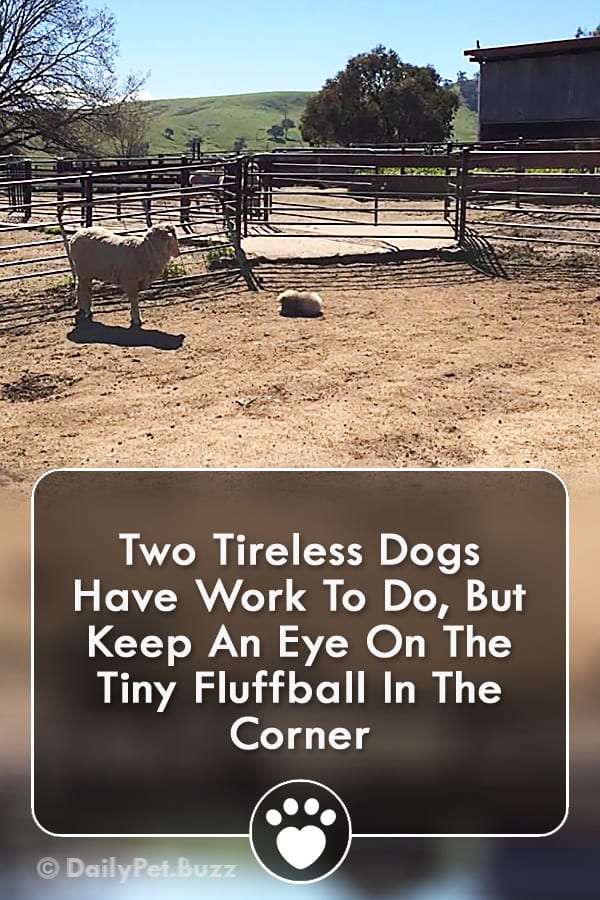 Two Tireless Dogs Have Work To Do, But Keep An Eye On The Tiny Fluffball In The Corner