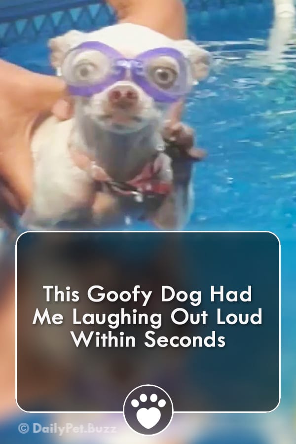 This Goofy Dog Had Me Laughing Out Loud Within Seconds