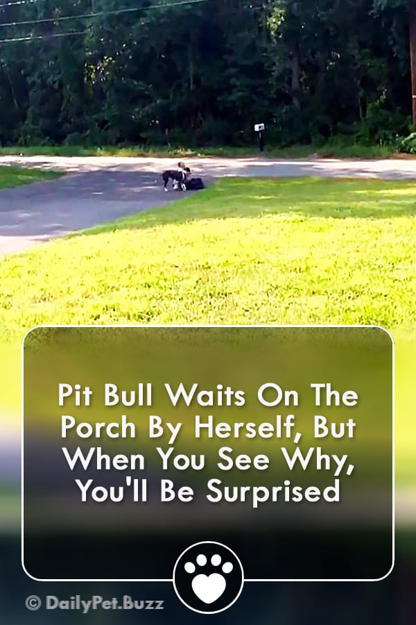 Pit Bull Waits On The Porch By Herself, But When You See Why, You\'ll Be Surprised