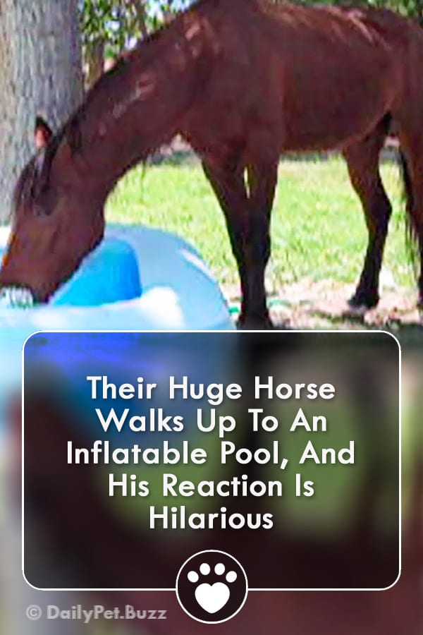 Their Huge Horse Walks Up To An Inflatable Pool, And His Reaction Is Hilarious