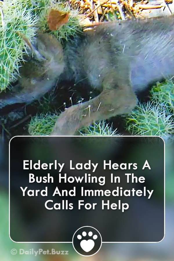 Elderly Lady Hears A Bush Howling In The Yard And Immediately Calls For Help