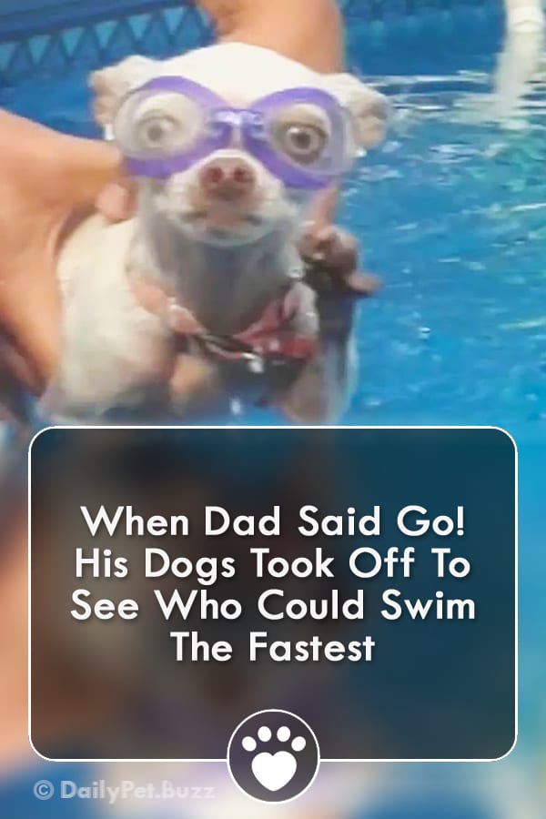 When Dad Said Go! His Dogs Took Off To See Who Could Swim The Fastest