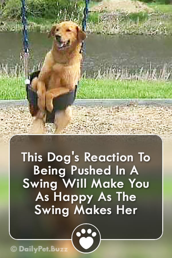 This Dog\'s Reaction To Being Pushed In A Swing Will Make You As Happy As The Swing Makes Her
