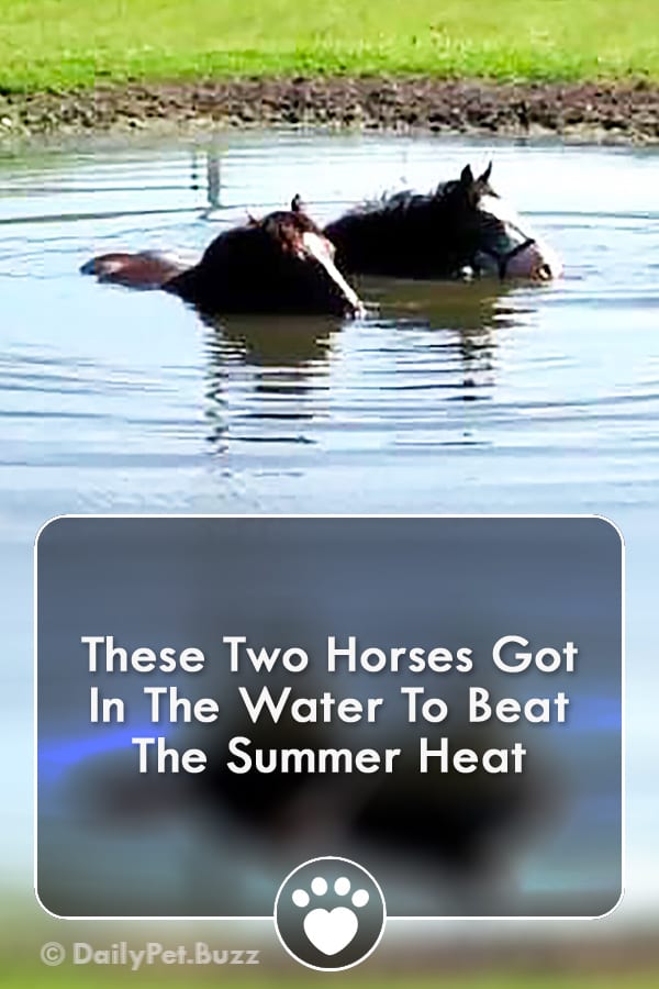These Two Horses Got In The Water To Beat The Summer Heat