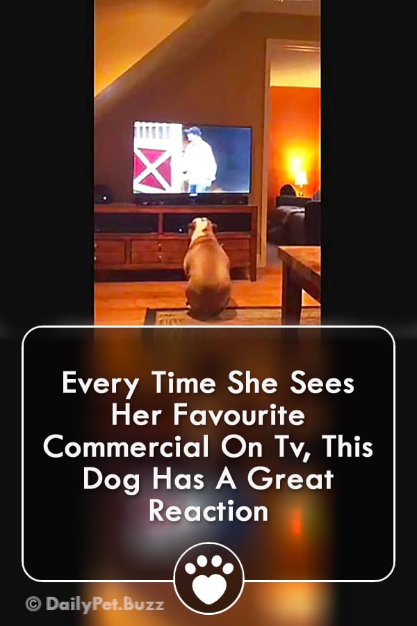 Every Time She Sees Her Favourite Commercial On Tv, This Dog Has A Great Reaction