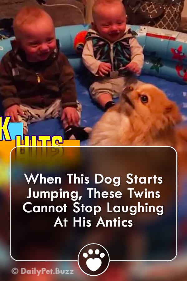 When This Dog Starts Jumping, These Twins Cannot Stop Laughing At His Antics