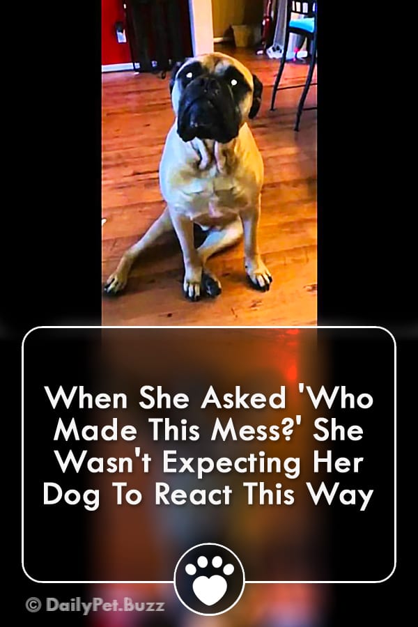 When She Asked \'Who Made This Mess?\' She Wasn\'t Expecting Her Dog To React This Way