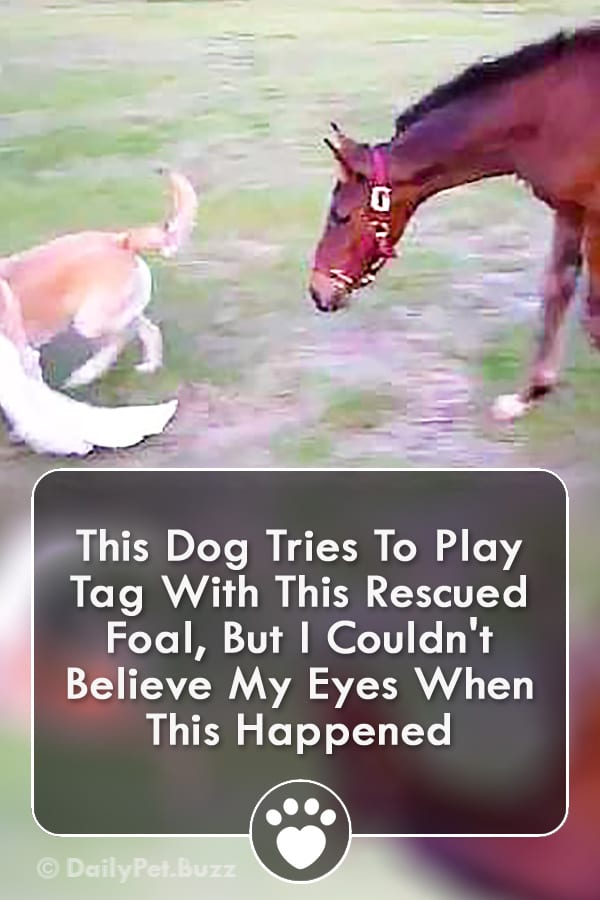This Dog Tries To Play Tag With This Rescued Foal, But I Couldn\'t Believe My Eyes When This Happened