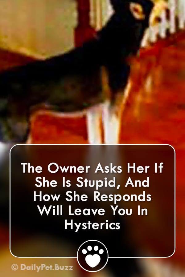 The Owner Asks Her If She Is Stupid, And How She Responds Will Leave You In Hysterics