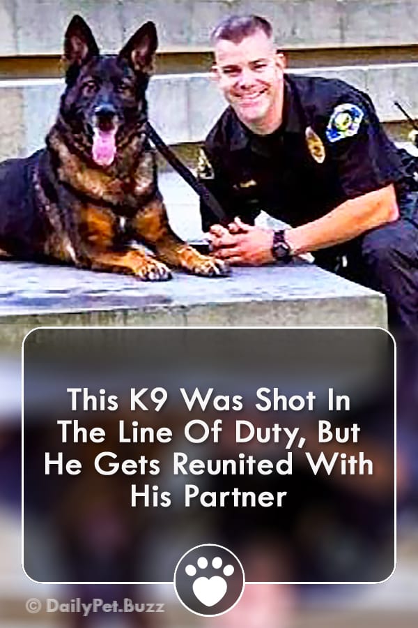 This K9 Was Shot In The Line Of Duty, But He Gets Reunited With His Partner