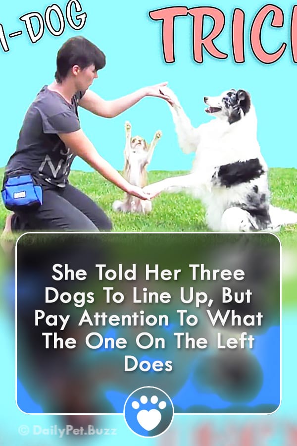 She Told Her Three Dogs To Line Up, But Pay Attention To What The One On The Left Does