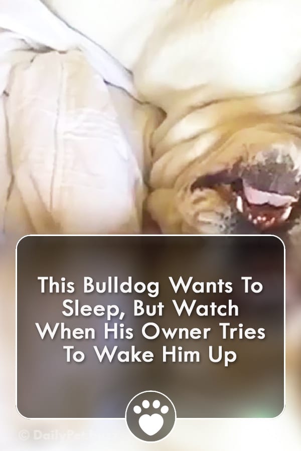 This Bulldog Wants To Sleep, But Watch When His Owner Tries To Wake Him Up