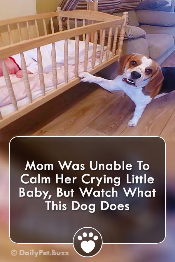 Mom Was Unable To Calm Her Crying Little Baby, But Watch What This Dog Does