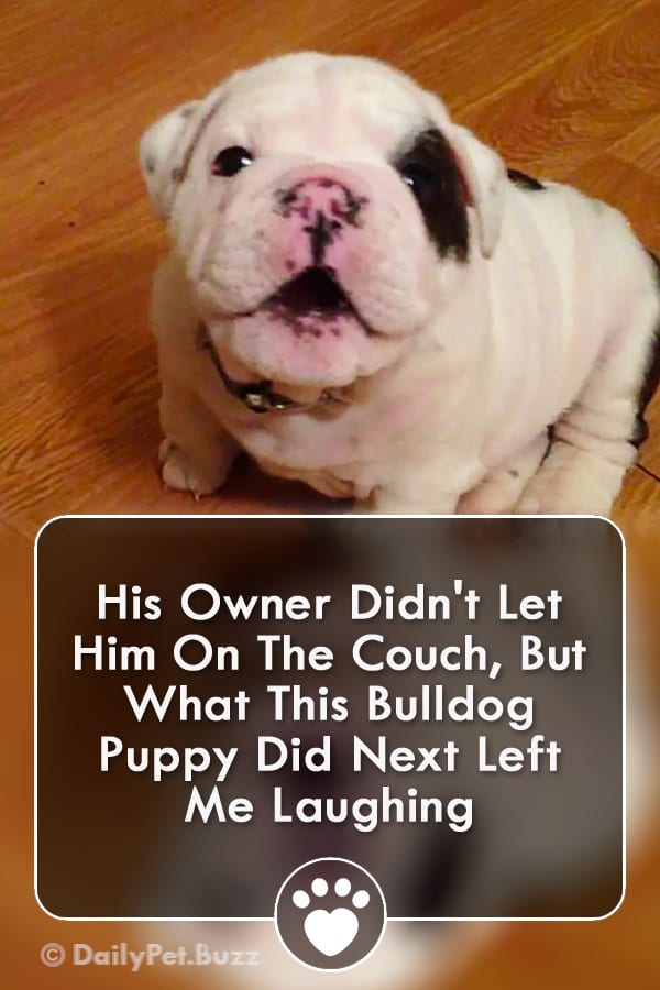 His Owner Didn\'t Let Him On The Couch, But What This Bulldog Puppy Did Next Left Me Laughing