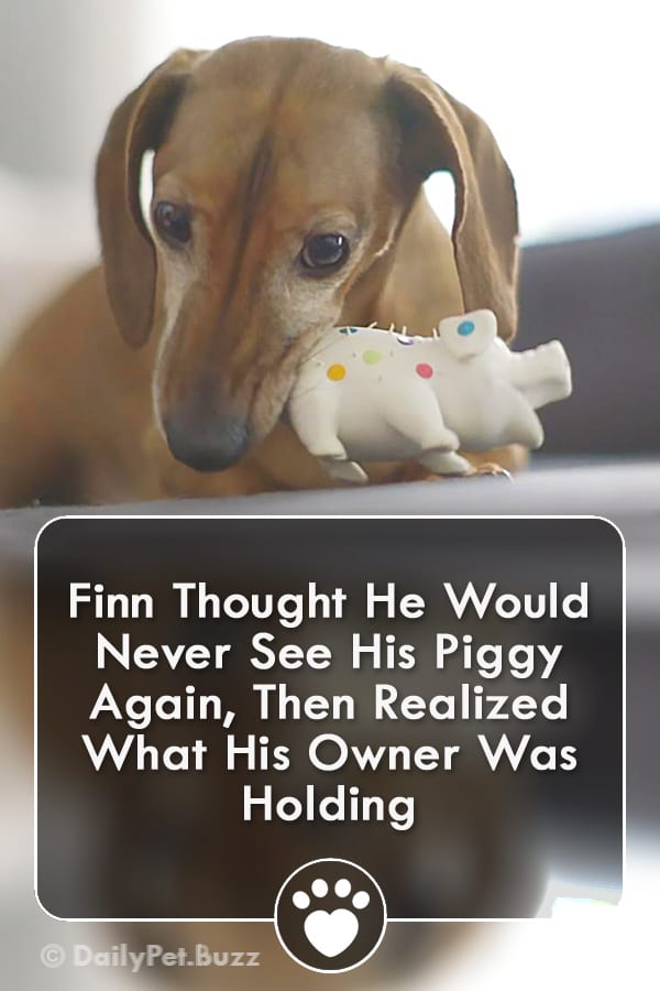Finn Thought He Would Never See His Piggy Again, Then Realized What His Owner Was Holding