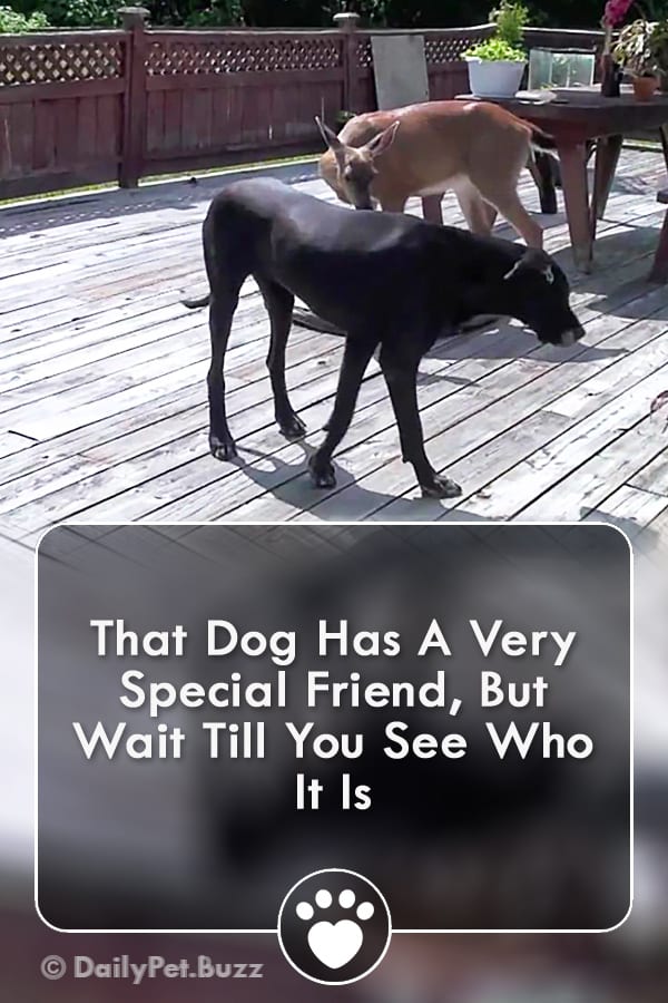 That Dog Has A Very Special Friend, But Wait Till You See Who It Is