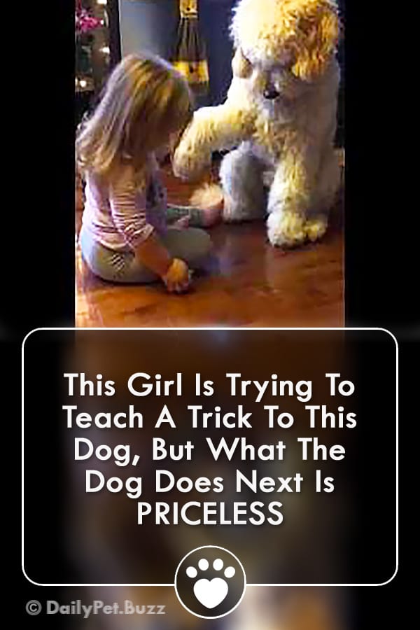 This Girl Is Trying To Teach A Trick To This Dog, But What The Dog Does Next Is PRICELESS