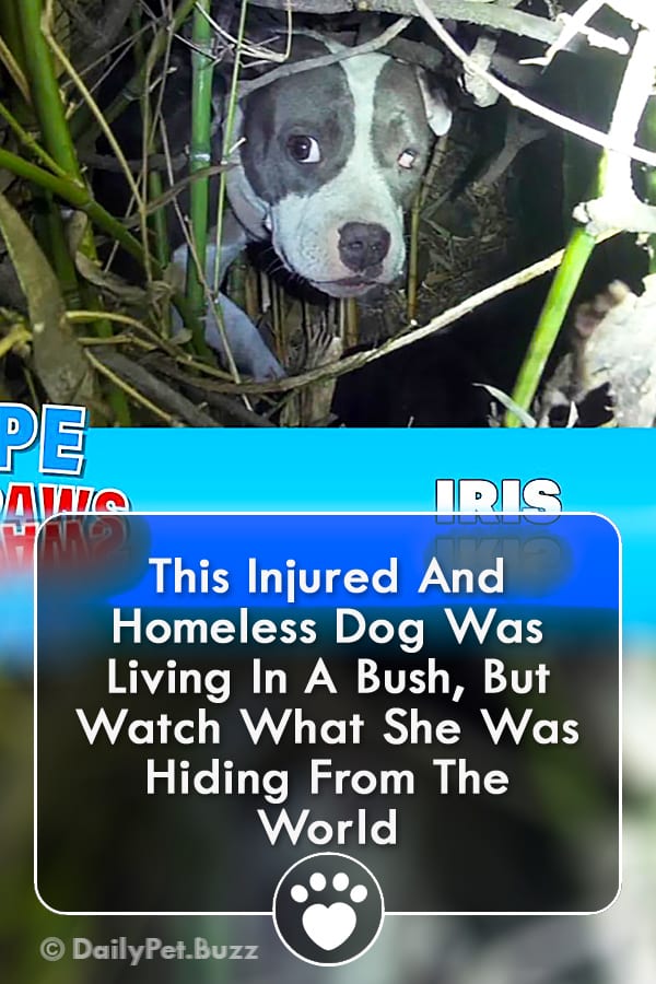This Injured And Homeless Dog Was Living In A Bush, But Watch What She Was Hiding From The World
