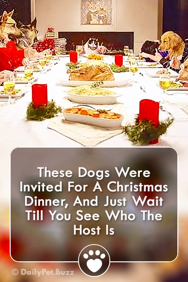 These Dogs Were Invited For A Christmas Dinner, And Just Wait Till You See Who The Host Is