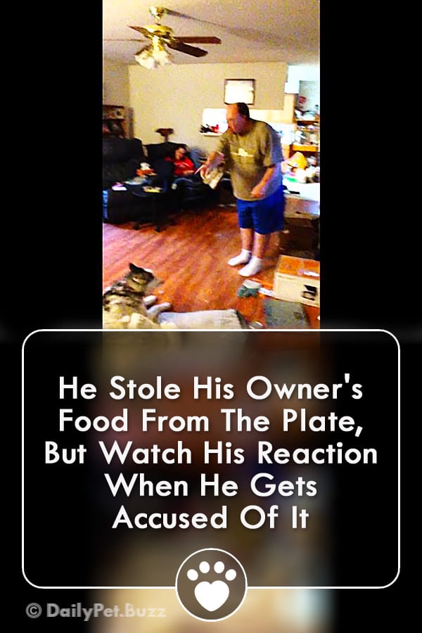 He Stole His Owner\'s Food From The Plate, But Watch His Reaction When He Gets Accused Of It