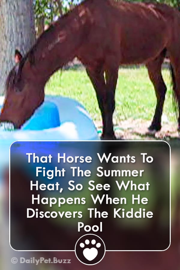 That Horse Wants To Fight The Summer Heat, So See What Happens When He Discovers The Kiddie Pool