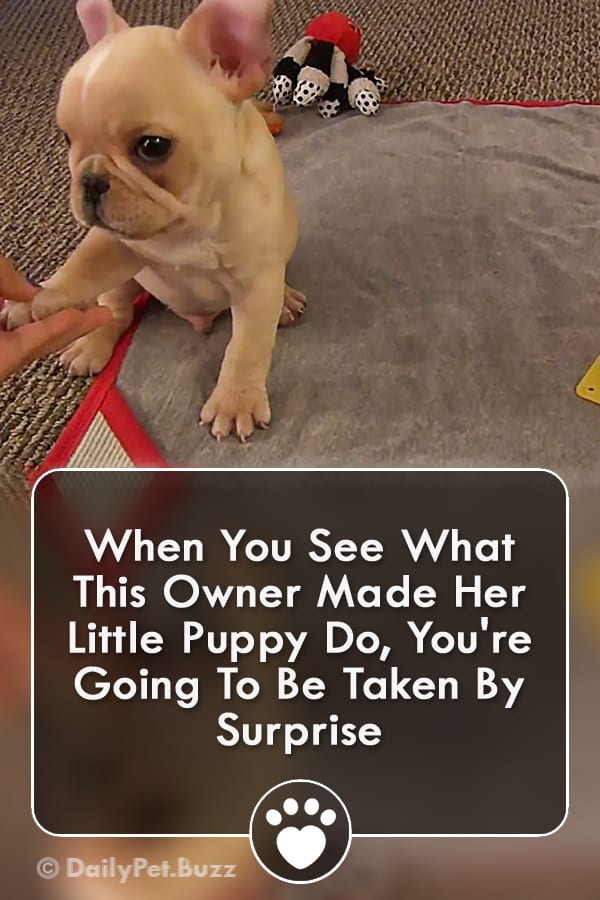 When You See What This Owner Made Her Little Puppy Do, You\'re Going To Be Taken By Surprise