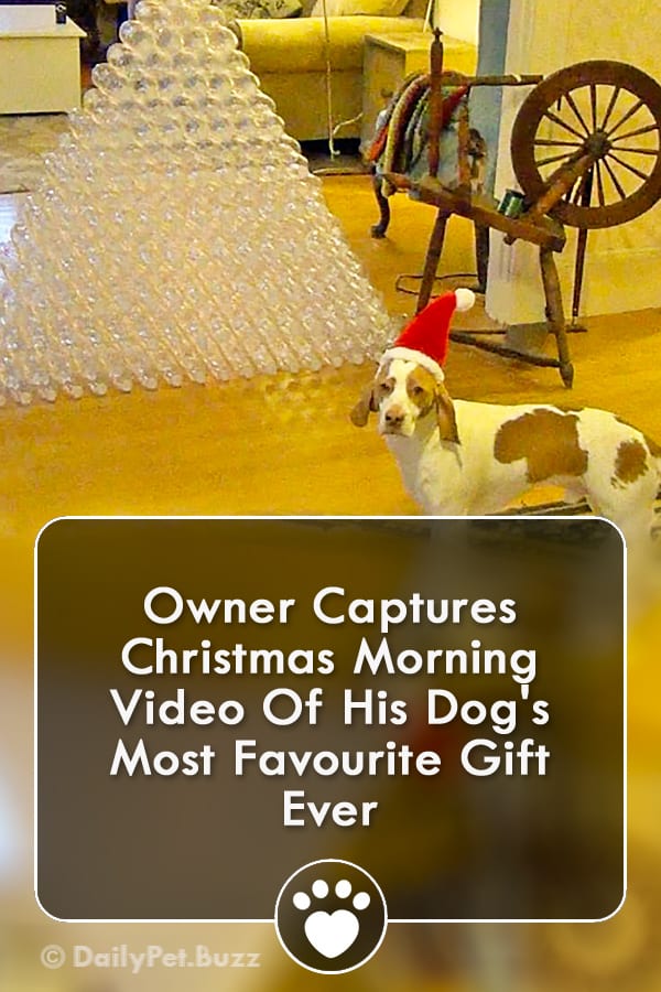 Owner Captures Christmas Morning Video Of His Dog\'s Most Favourite Gift Ever