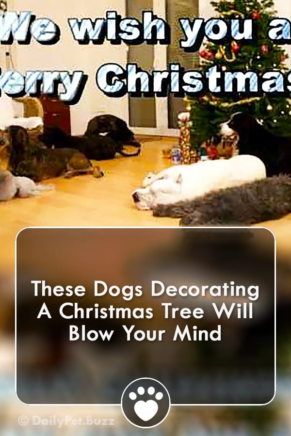 These Dogs Decorating A Christmas Tree Will Blow Your Mind
