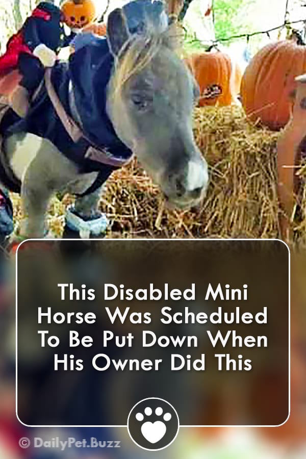 This Disabled Mini Horse Was Scheduled To Be Put Down When His Owner Did This