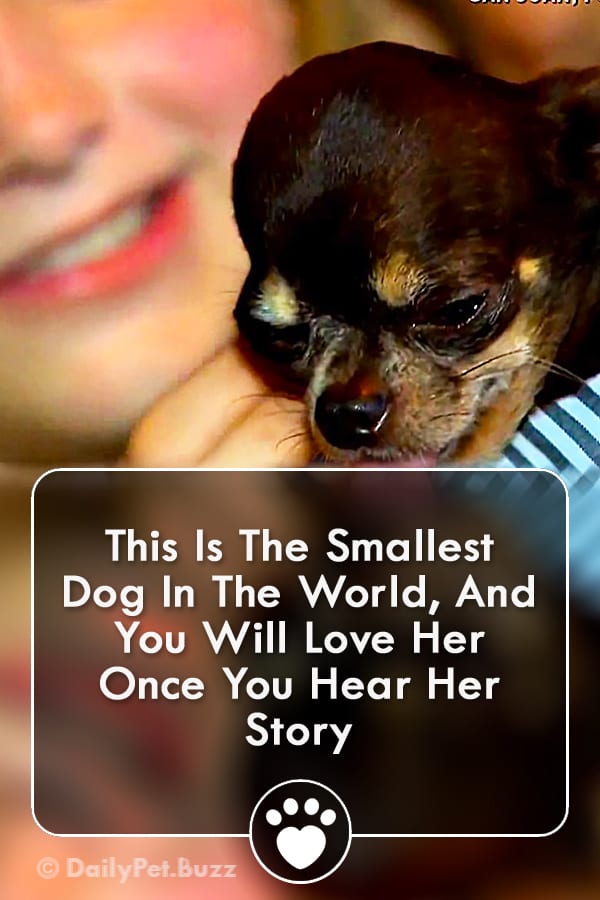 This Is The Smallest Dog In The World, And You Will Love Her Once You Hear Her Story