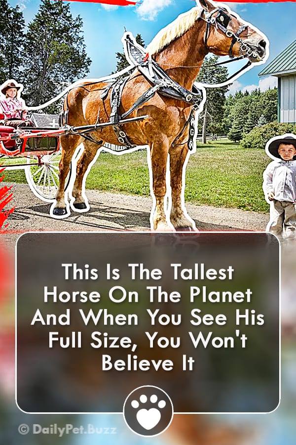 This Is The Tallest Horse On The Planet And When You See His Full Size, You Won\'t Believe It