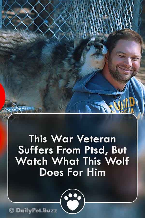 This War Veteran Suffers From Ptsd, But Watch What This Wolf Does For Him