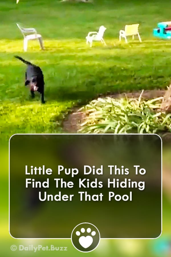 Little Pup Did This To Find The Kids Hiding Under That Pool