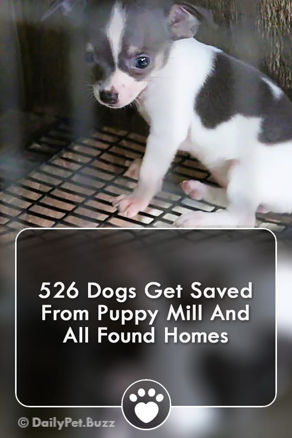 526 Dogs Get Saved From Puppy Mill And All Found Homes