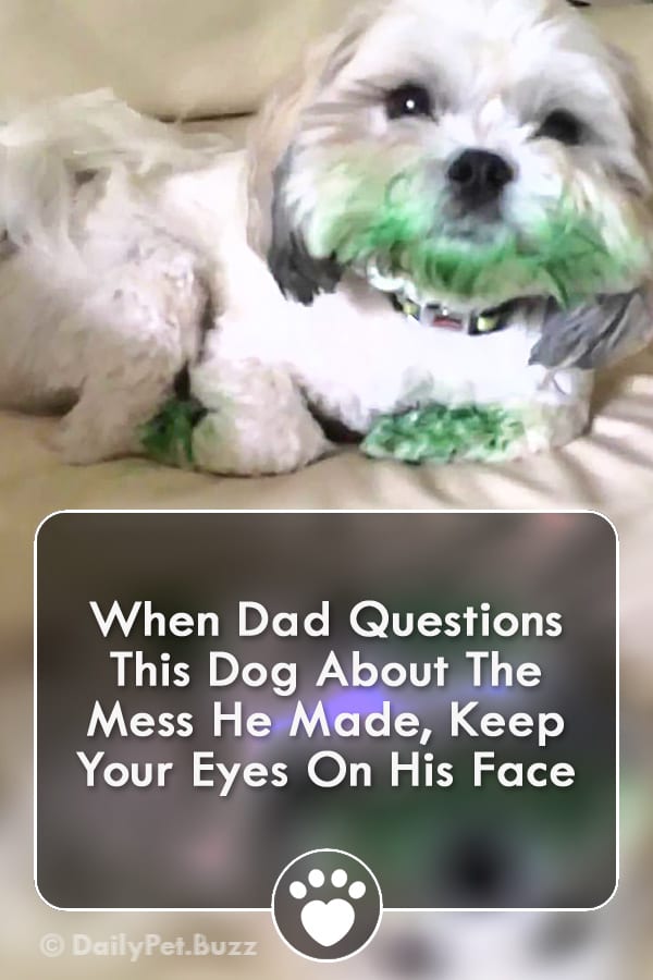 When Dad Questions This Dog About The Mess He Made, Keep Your Eyes On His Face