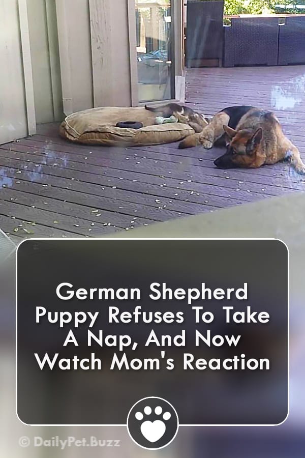 German Shepherd Puppy Refuses To Take A Nap, And Now Watch Mom\'s Reaction