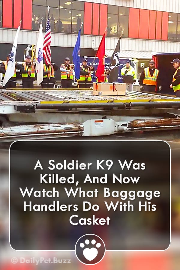A Soldier K9 Was Killed, And Now Watch What Baggage Handlers Do With His Casket