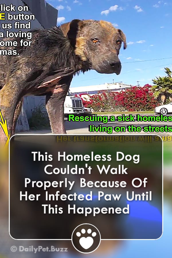 This Homeless Dog Couldn\'t Walk Properly Because Of Her Infected Paw Until This Happened